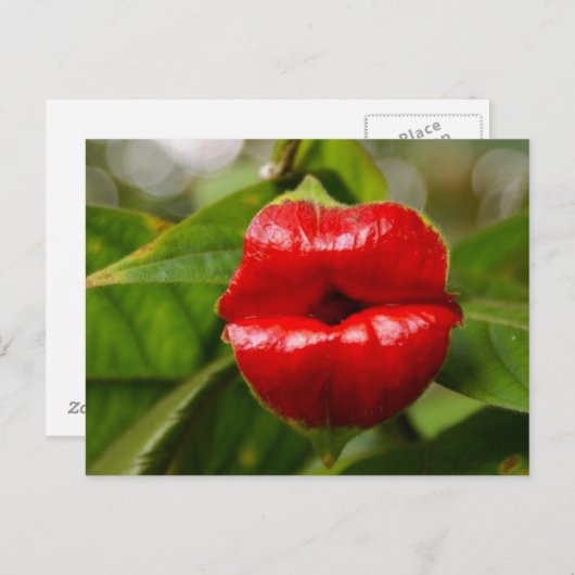 ポストカード (正面/裏面)