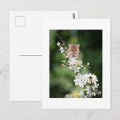 ポストカード - お花見を楽しむ野生のネズミ (正面/裏面)