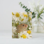 ポストカード – かわいいデイジーの中 (スタンド正面)