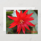 ポストカード – イースターサボテン (正面/裏面)