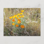 ポストカード - カリフォルニアポピー (正面)