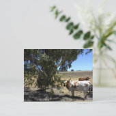 ポストカード:カリフォルニア州パソ・ロブレスの木の下でステア ポストカード (スタンド正面)