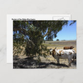 ポストカード:カリフォルニア州パソ・ロブレスの木の下でステア ポストカード (正面/裏面)