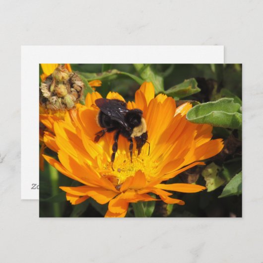 ポストカード - カレンデュラでの給餌 (正面/裏面)