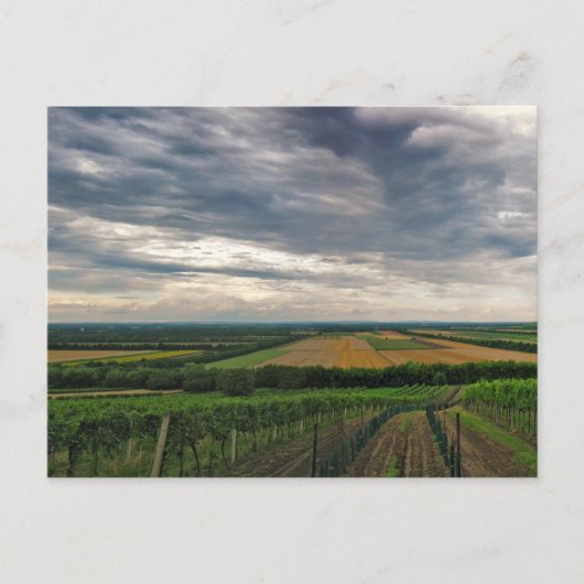 ポストカード「グリフィン」 ポストカード (正面)