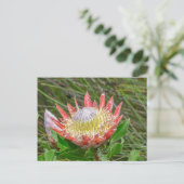 ポストカード – ケープタウンの美しいプロテア (スタンド正面)