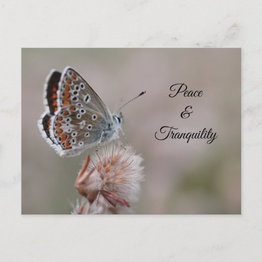 ポストカード コモン・ブルー・バタフライ (正面)