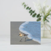 ポストカード – サンドパイパービーチ (スタンド正面)