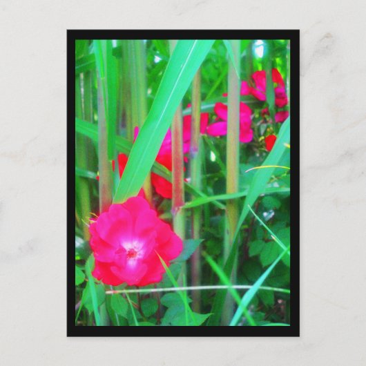 ポストカード-シティーフラワーズ-13 ポストカード (正面)