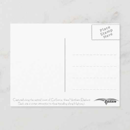 ポストカード - ゾウアザラシ (裏面)