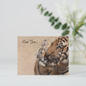 ポストカード – タイガース – Tiger Temple Thailand (スタンド正面)