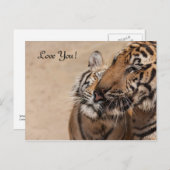 ポストカード – タイガース – Tiger Temple Thailand (正面/裏面)