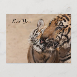 ポストカード – タイガース – Tiger Temple Thailand