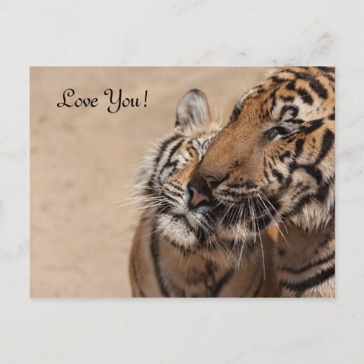 ポストカード – タイガース – Tiger Temple Thailand (正面)