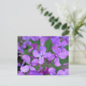 ポストカード:ダメスロケット(Hesperis matronalis) ポストカード (スタンド正面)
