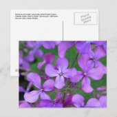 ポストカード:ダメスロケット(Hesperis matronalis) ポストカード (正面/裏面)