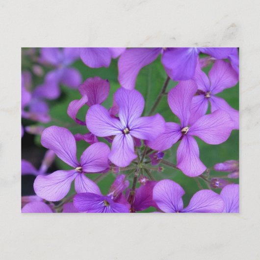 ポストカード:ダメスロケット(Hesperis matronalis) ポストカード (正面)