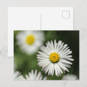 ポストカード ヒナギクの花 (正面/裏面)