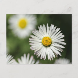 ポストカード ヒナギクの花