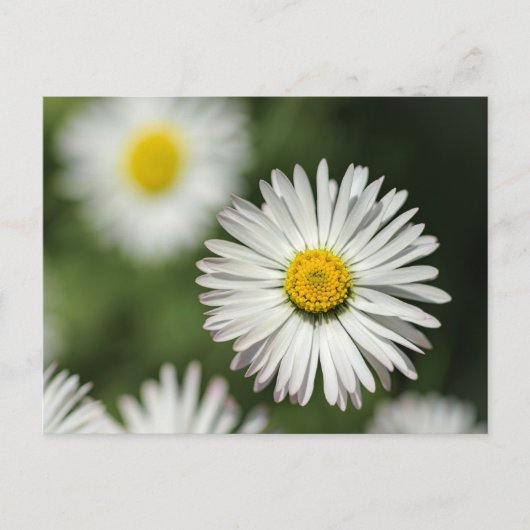 ポストカード ヒナギクの花 (正面)