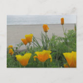 ポストカード - ビーチのカリフォルニアポピー (正面)