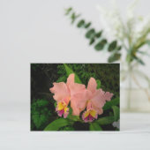 ポストカード: ピンクのハーデル ポストカード (スタンド正面)