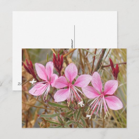 ポストカード – ピンクグァラ (正面/裏面)