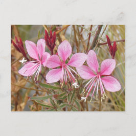 ポストカード – ピンクグァラ