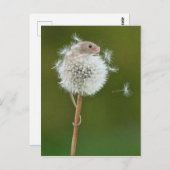ポストカード – フィールドマウスとDandelion (正面/裏面)