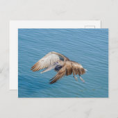 ポストカード – フライト中のペリカン (正面/裏面)