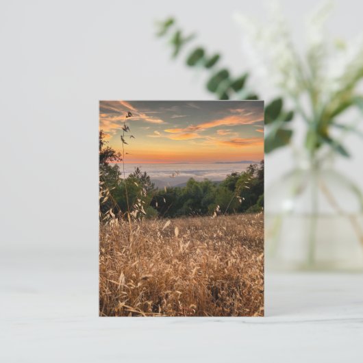 ポストカード – フリーモントピーク州パーク,カリフォルニア (スタンド正面)