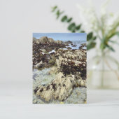 ポストカード – モントレー，カリフォルニア (スタンド正面)