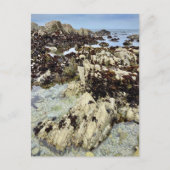 ポストカード – モントレー，カリフォルニア (正面)