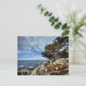 ポストカード – モントレー，カリフォルニア (スタンド正面)