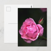 ポストカード ローズ - 花の写真 (正面/裏面)