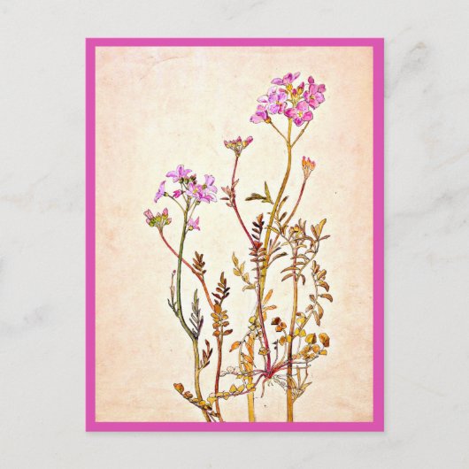 ポストカード – ヴィンテージイラストレーション – ビアトリックスポッター1 (正面)