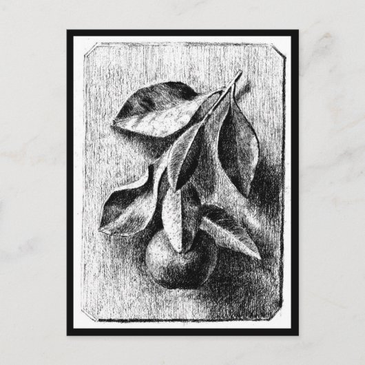 ポストカード – ヴィンテージイラストレーション – ビアトリックスポッター8 (正面)