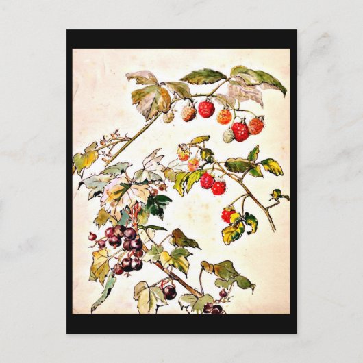 ポストカード – ヴィンテージイラストレーション – ビアトリックスポッター9 (正面)