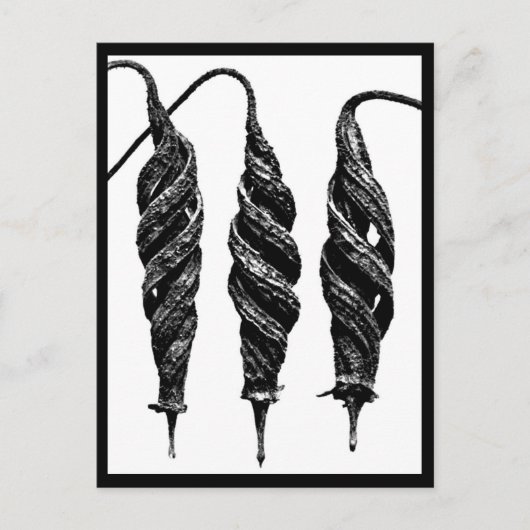 ポストカード – ヴィンテージ写真 – カールブロッスフェルト11 (正面)