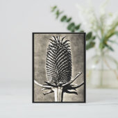 ポストカード – ヴィンテージ写真 – カールブロッスフェルト19 (スタンド正面)