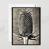 ポストカード – ヴィンテージ写真 – カールブロッスフェルト19 (正面/裏面)