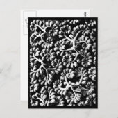 ポストカード – ヴィンテージ写真 – カールブロッスフェルト22 (正面/裏面)