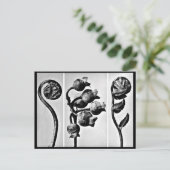 ポストカード – ヴィンテージ写真 – カールブロッスフェルト28 (スタンド正面)