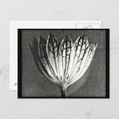 ポストカード – ヴィンテージ写真 – カールブロッスフェルト50 (正面/裏面)