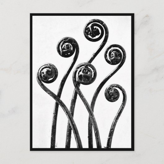 ポストカード – ヴィンテージ写真 – カールブロッスフェルト8 (正面)