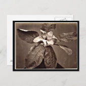 ポストカード-ヴィンテージ写真-シャルル・オーブリ24 ポストカード (正面/裏面)