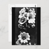 ポストカード – ヴィンテージ写真 – チャールズ・オーブリー23 (正面/裏面)