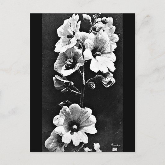 ポストカード – ヴィンテージ写真 – チャールズ・オーブリー23 (正面)