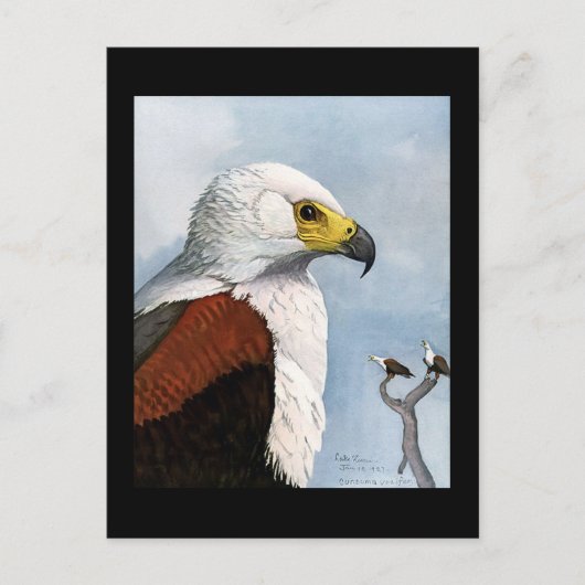 ポストカード-ヴィンテージ シカゴ アート-アビシニアンの鳥 9 ポストカード (正面)