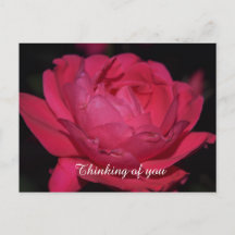 ポストカード.他のバラ